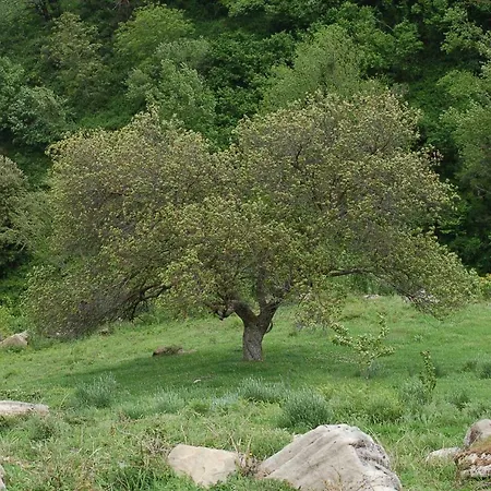Agriturismo Il Capitano Floresta