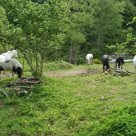 Agriturismo Il Capitano Floresta