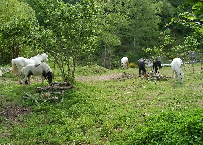 Agriturismo Il Capitano Floresta