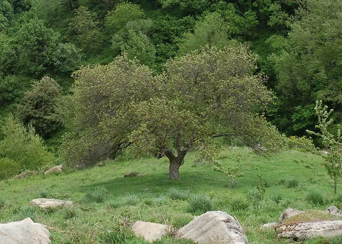 Agriturismo Il Capitano Floresta
