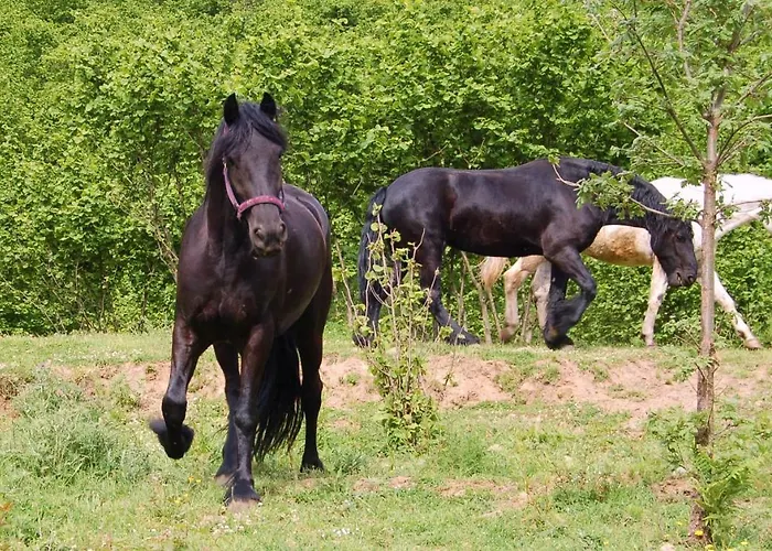 Agriturismo Il Capitano * Floresta